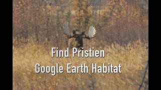 Troy Sessions - Giant Alaska moose, DIY Google searching prime moose habitat.