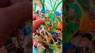 collecting seeds from nasturtium plant#seeds collection#nasturtium flower#seeds#shorts