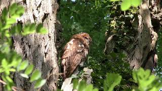 Waldkauz (strix aluco- bosuil -tawny owl)  im Juli 2018