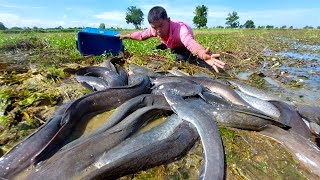 Top fisherman ‘ Catch a lot of fish on the moss at field by hand , Best Hand fishing