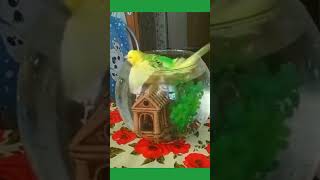 Ultimate Relaxation: Adorable Budgie Enjoys a Calming Shower 🛁 #birds #viral #parakeet #parrot