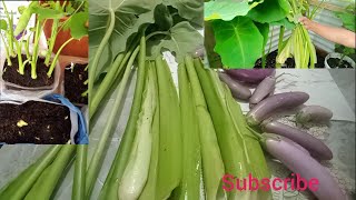 How to easier way grow  vegetables and  Harvesting taro plant and bringal #bringal #2023