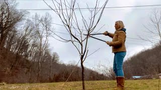 Espalier pruning apple trees and vase pruning peach trees