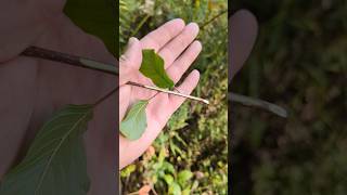 INVASIVE PLANT ID: How to identify BUCKTHORN