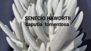 Крестовник хаворта. SENECIO HAWORTHII.