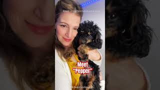 What is a Phantom Toy Poodle? Meet Pepper the black and tan poodle!