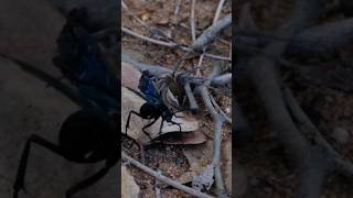 Wasp paralyzed live spider for her young