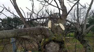 COMO PODAR UNA HIGUERA// poda drástica de la higuera🌿🌿