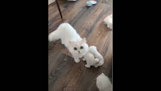 BEAUTIFUL CATS IN ROOM #shorts #viral #beautiful #pets #cat #funny #reels #status