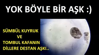 MİKROORGANİZMA BELGESELİMİZ