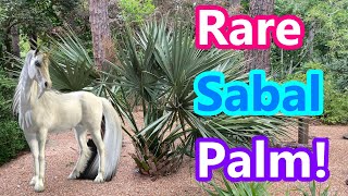 Have you heard of this Sabal palm?