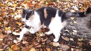 5 Beautiful cats in the beautiful morning