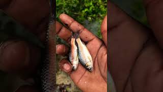 Good job . Help the stranded fish get homa 😱😢#fishingvideo #funny #shortvideo