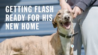 Getting Flash ready for his new home | We're all in, for them