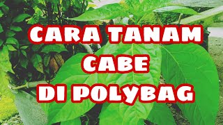 Cara tanam cabe di polybag yang mudah