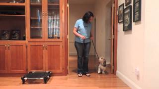 Jaxi basic obedience