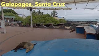 Galapagos, walking the Main Street. Santa Cruz Island, Puerto Ayora. The ferry to the fish market.