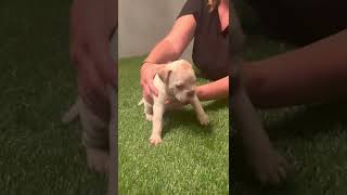 Male Bully Puppy Available at 5 weeks old