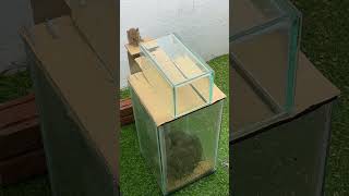 The world's most amazing homemade mouse trap idea #rattrap #rat #mousetrap #shorts