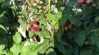 Flug u Laufenten Füttern  Herbsthimbeeren