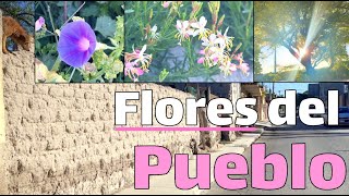 Flores silvestres en el pueblo, paseo caminando. Bienvenida la Primavera