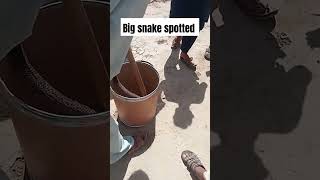 A big black snake 🐍 caught by villagers