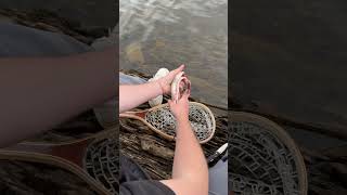 How to gut a trout in 5 easy steps #foryou #fy #fyp #shorts #shortvideo #short #shortsvideo