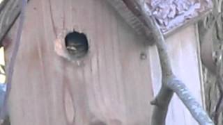 Blue Tit nest box  in garden1 june 2012.mov