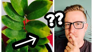 Why ZZ Plant Leaves start Turning Yellow!