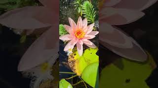 New Pink Water Lily Blooming in My Garden Pond