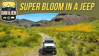 ARIZONA SUPER BLOOM🌻Route 66 | Jeeping | Flowers | Spring 2019