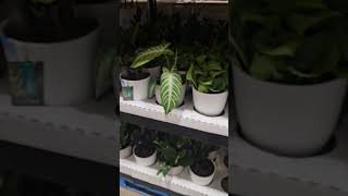 #costcofinds #costcoplants #costco #monsterastandleyanacobra #plants #plantlover #cobramonstera