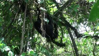 Gorilla trapeze artist in the Congo.