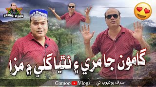 Gamoo Ja Murree Ain Nathia Gali Mai Maza | Asif Pahore | Sohrab Soomro | Ahsan Shah | Gamoo Vlogs