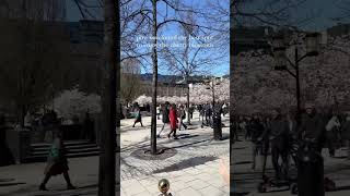 Best way to enjoy the cherry blossoms in Kungsträdgården - körsbärsblommor vid thelins Grand cafe