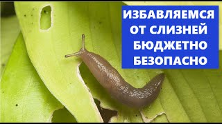 20.06 2021 Что будет если...дать слизням это?   Избавляемся от слизней без химии.