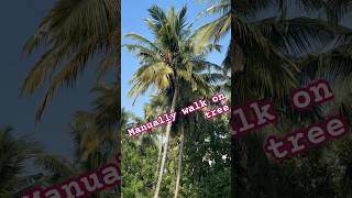 Climbing up Coconut Tree with “Safe & Easy” way…..in India