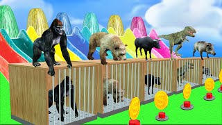 Animals Choose the Right Cage  playing game with Gorilla Bear Buffalo Dinosaur Wild boar