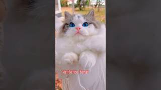 পারসিয়ান বিড়াল পালন সম্পর্কে জেনে নিন - Persian Cat #cat #kitten #persiancat #catlover