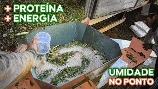 Como corrigir a umidade e melhorar os nutrientes de qualquer silagem