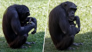 You won't believe what this chimpanzee does with its baby 😭