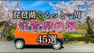 琵琶湖をぐるっと一周！滋賀県の桜スポット45選