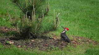 Woodpecker Digging For A Meal On The Ground!  :-)