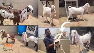 HYDERABADI GOATS🐐AVAILABLE KISHAN BAAGH PARK