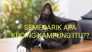 FAKTA MENARIK KUCING KAMPUNG//SEJARAH DAN JENIS KUCING KAMPUNG