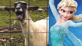 Let It Goat - Disney Frozen (Edition)