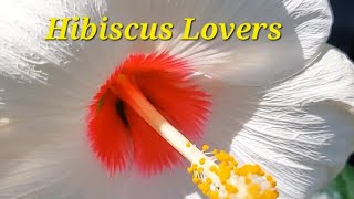 Hibiscus Lovers