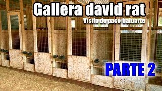 mejores galleras del mundo DAVID RAT VISITA PACO BALUARTE PARTE 2 #pacobaluarte #davidrat