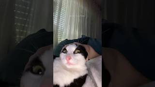 #1 Funny Cat videos 🐱🐱 #meowing #memes