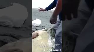 Sea Turtle stranded on seashore #shorts #animalshorts #wildlife #animals #turtle #animal2023